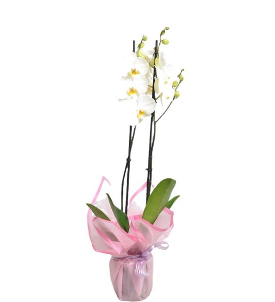 Çift Dallı Beyaz Orkide No.1