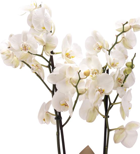 Premium İthal Çift Dal Beyaz Orkide Tasarım - hover