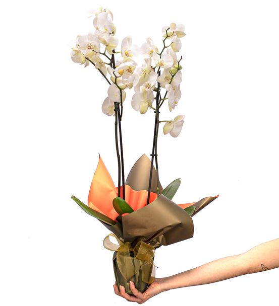 Premium İthal Çift Dal Beyaz Orkide Tasarım-thumb-2