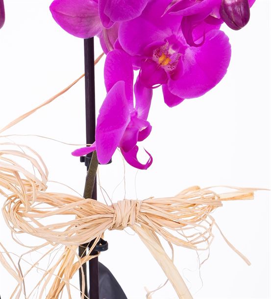 Siyah Dekoratif Kağıtta 2 Dal Mor Orkide Tasarım-thumb-1