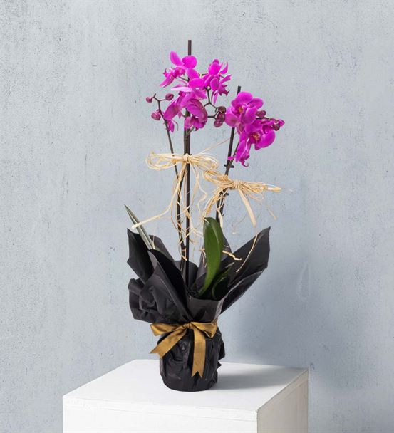 Siyah Dekoratif Kağıtta 2 Dal Mor Orkide Tasarım-thumb-3