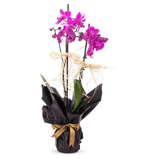 Siyah Dekoratif Kağıtta 2 Dal Mor Orkide Tasarım