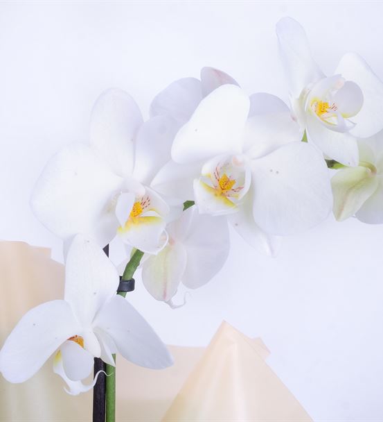 We Are The Best 2 Dal Beyaz Orkide Aranjmanı - hover
