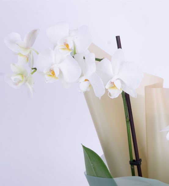We Are The Best 2 Dal Beyaz Orkide Aranjmanı-thumb-2