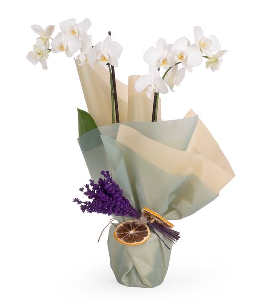 We Are The Best 2 Dal Beyaz Orkide Aranjmanı