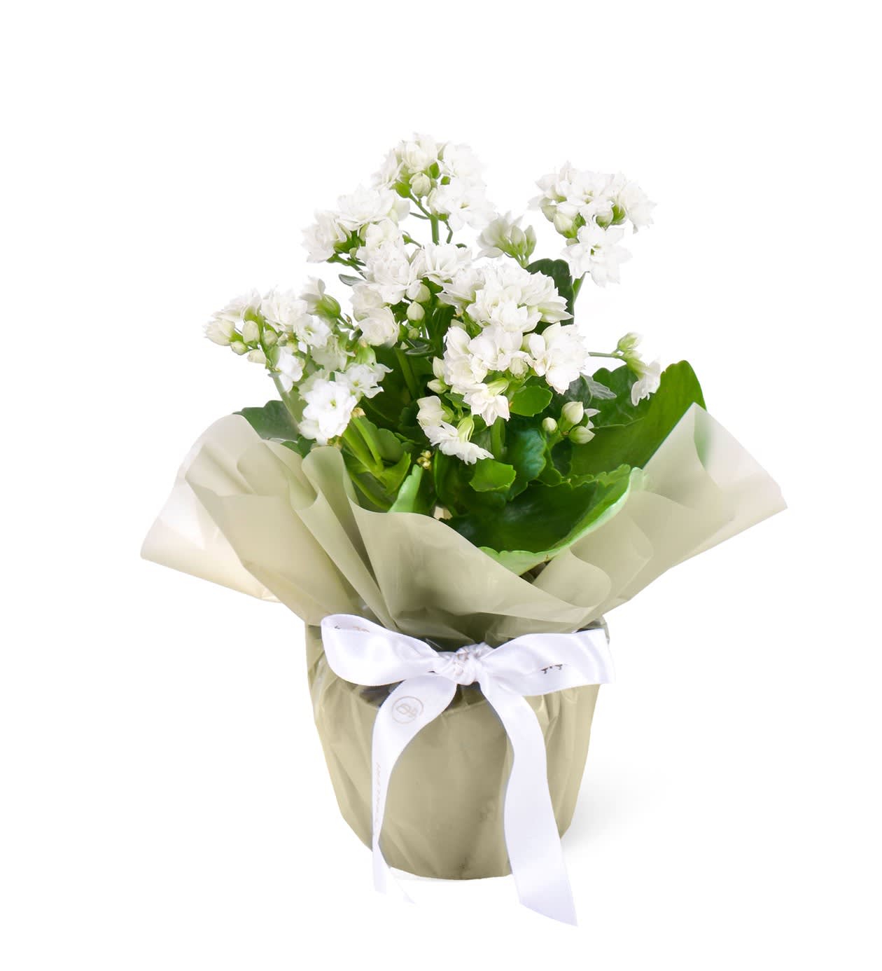 Beyaz Kalanchoe Çiçeği