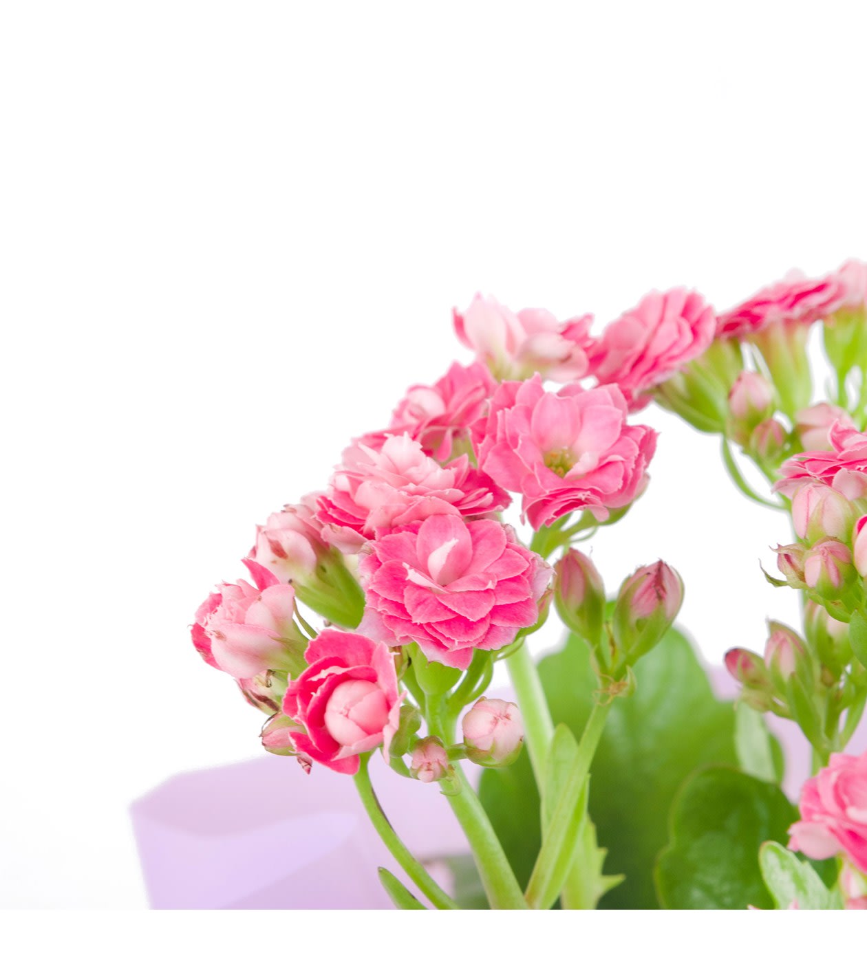 Pembe Kalanchoe Çiçeği - hover