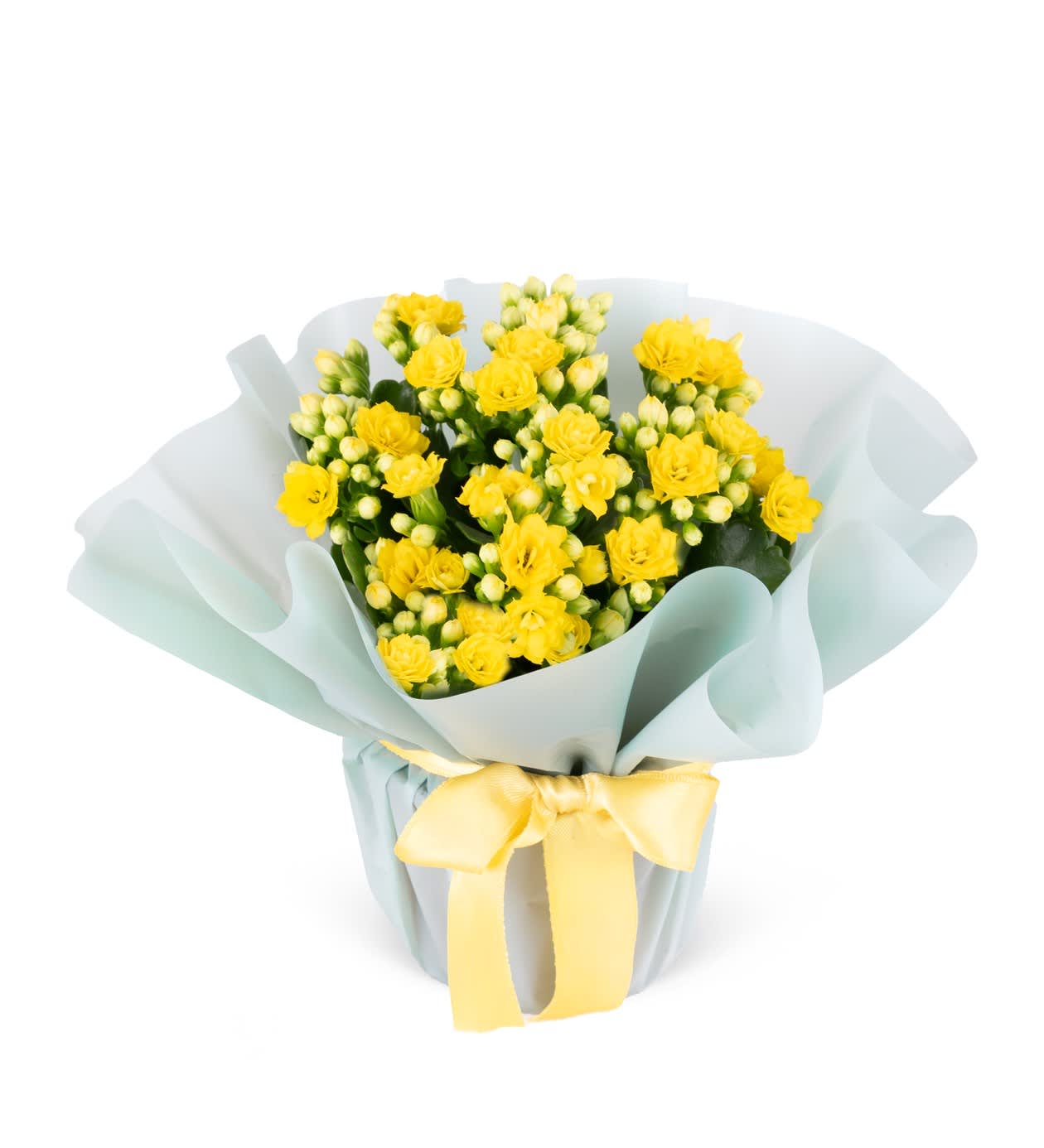 Sarı Kalanchoe Çiçeği