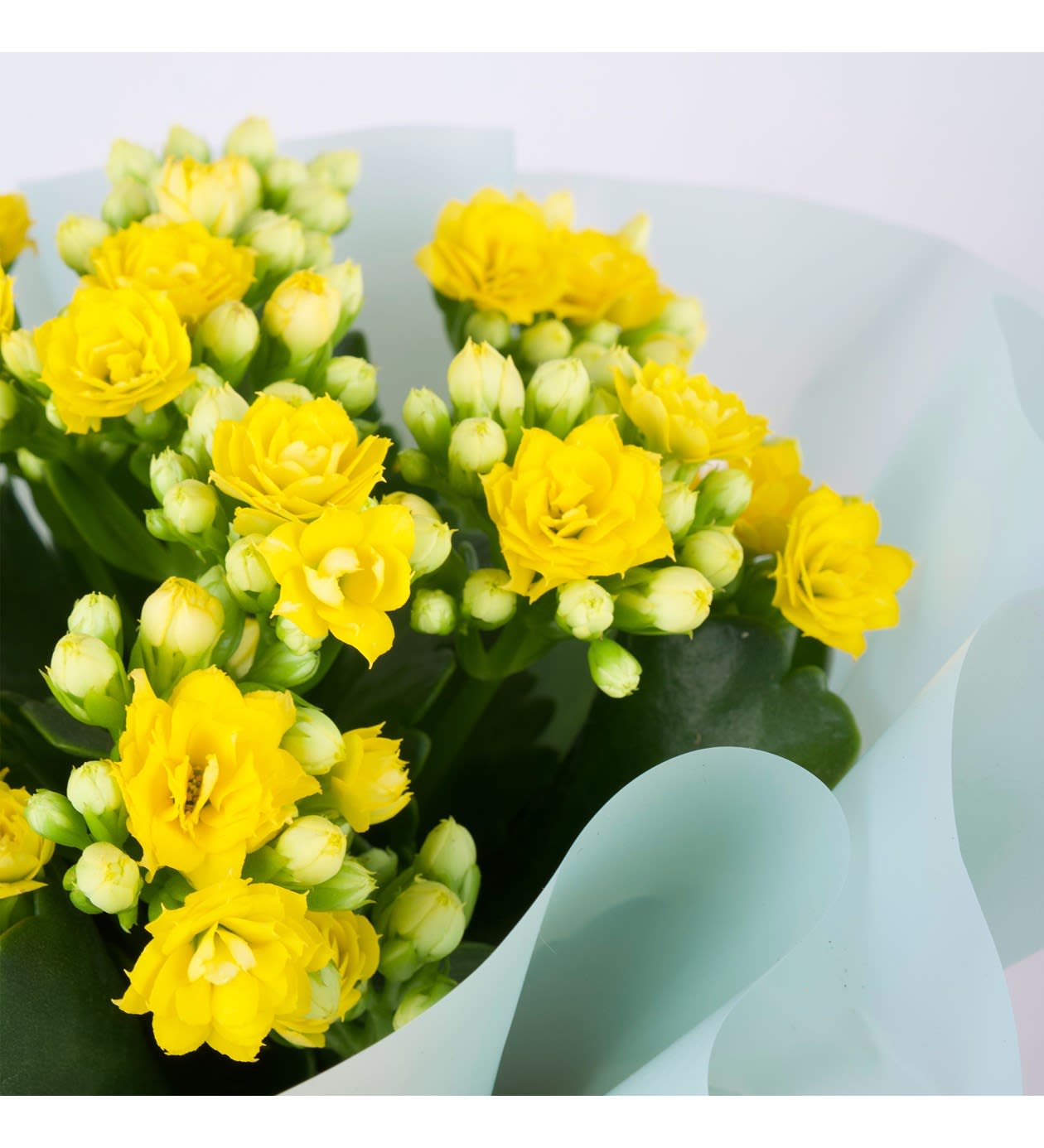 Sarı Kalanchoe Çiçeği-thumb-1