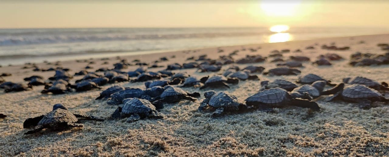 Relâcher des bébés tortues à Bacocho : où loger à proximité