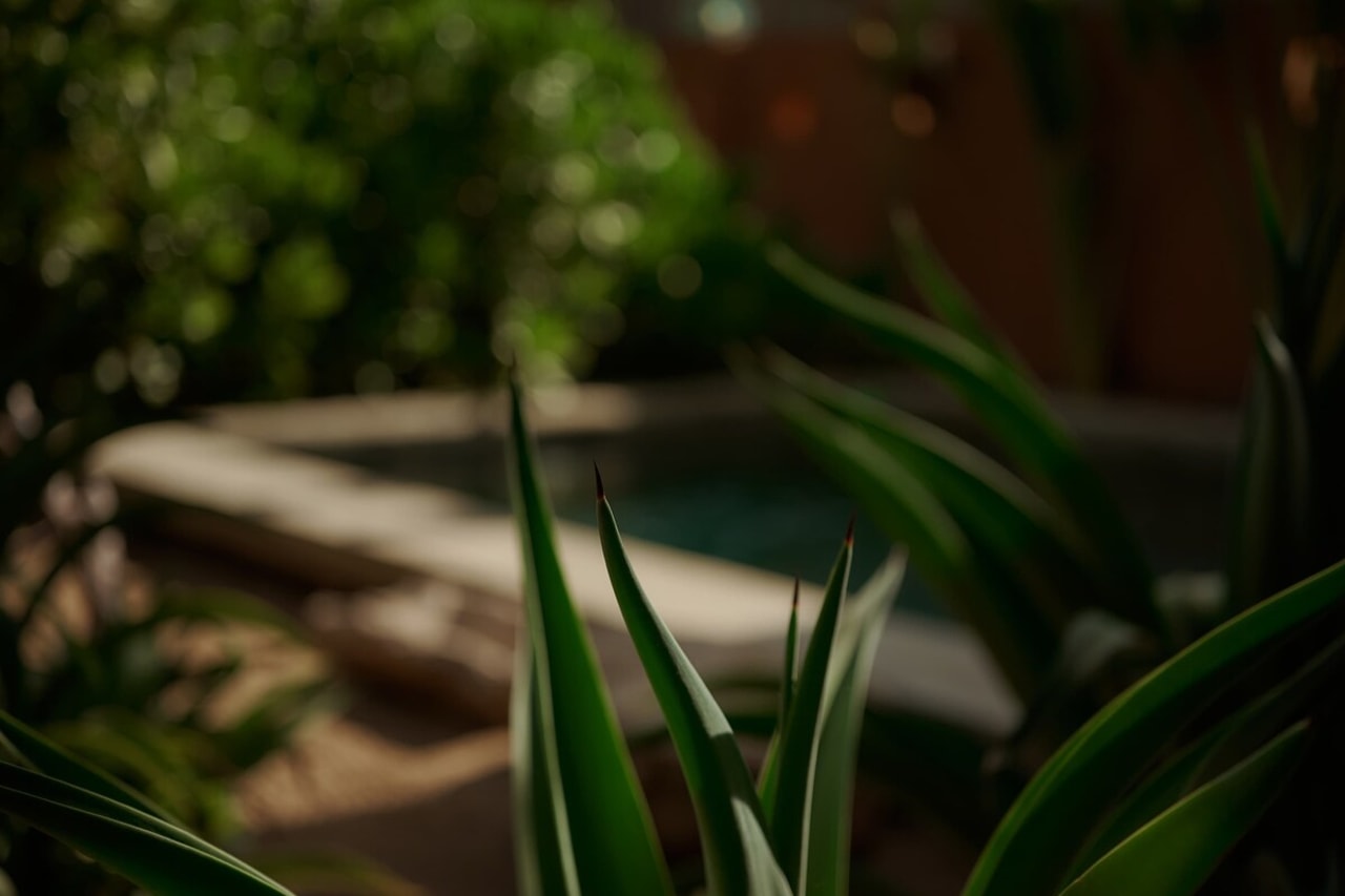 Dealing with Mosquitos and Bugs in Your Puerto Escondido Tropical Rental