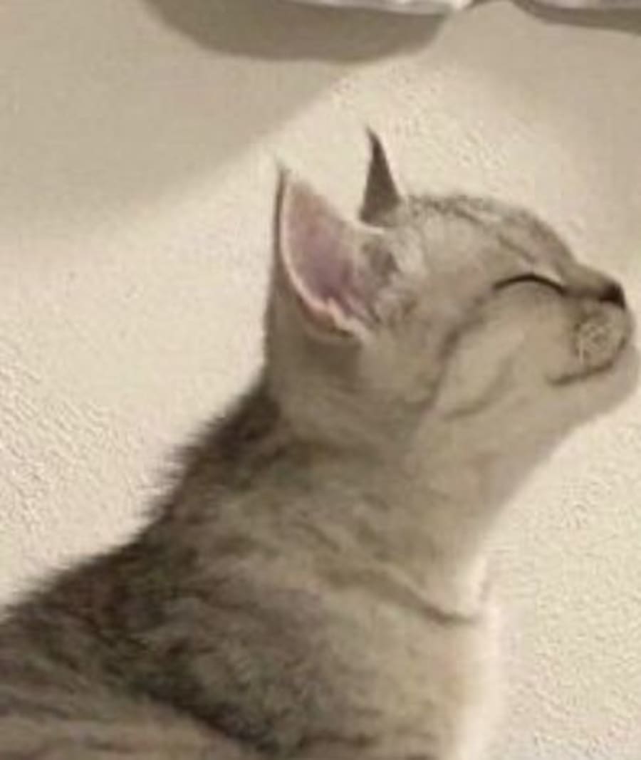 Cute matching profile picture pair titled “Kitty Cats Pair”, left side