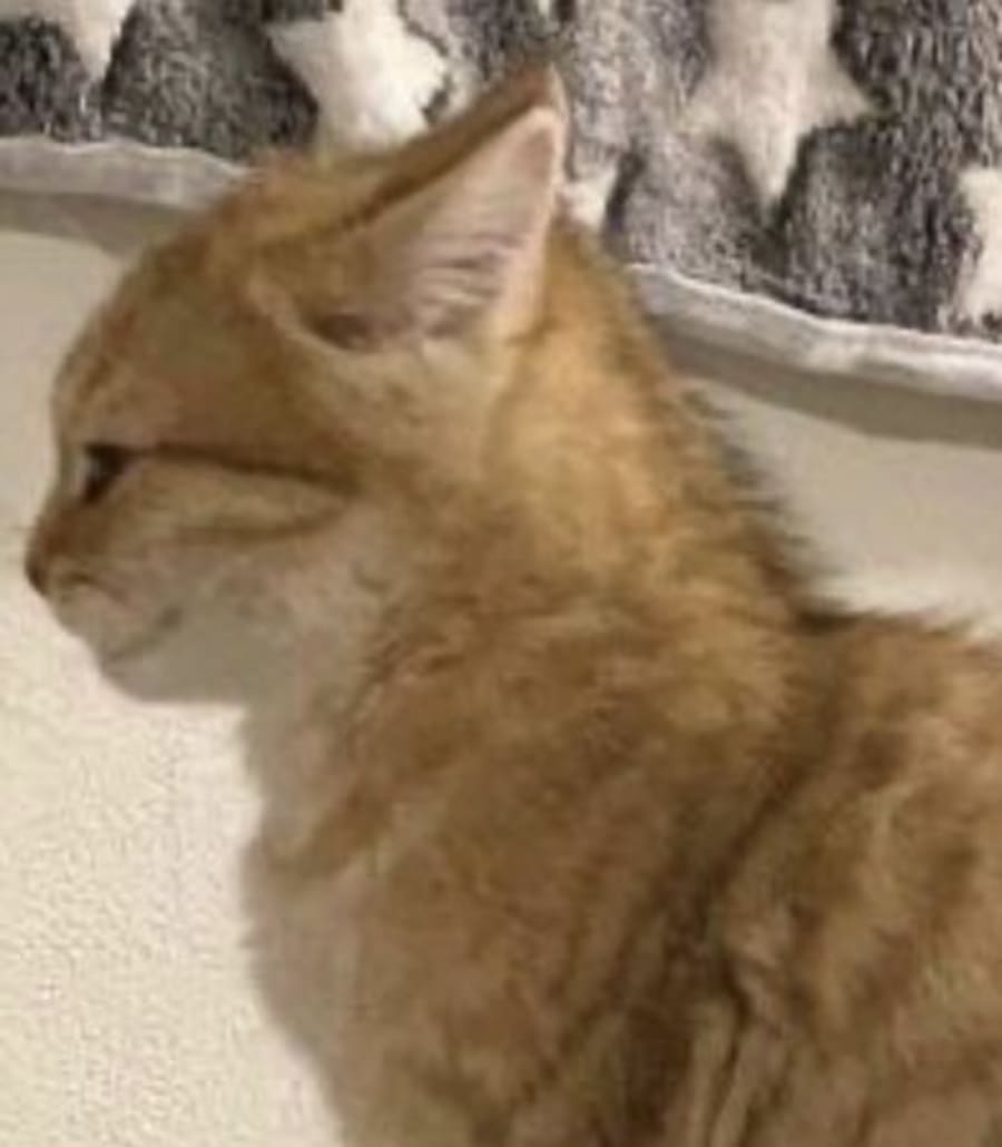 Cute matching profile picture pair titled “Kitty Cats Pair”, right side