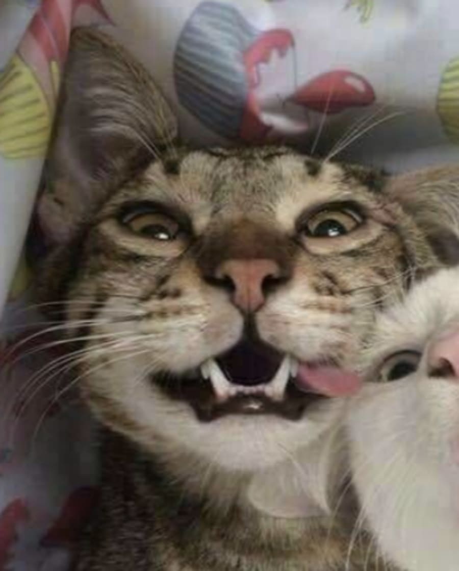 Cute matching profile picture pair titled “Silly Cat Pair”, left side