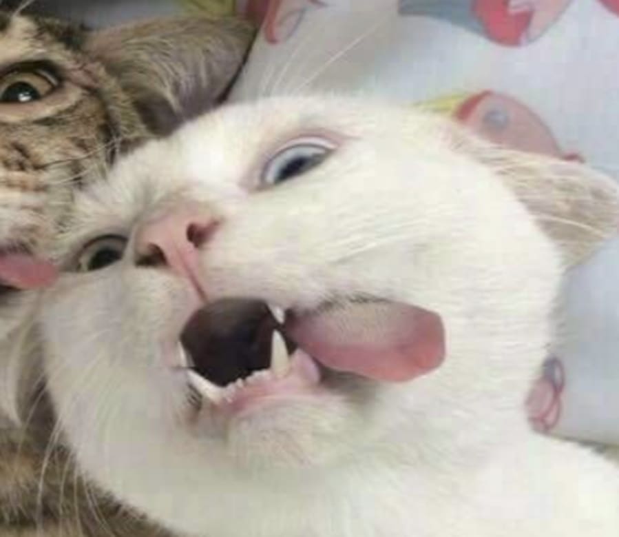 Cute matching profile picture pair titled “Silly Cat Pair”, right side