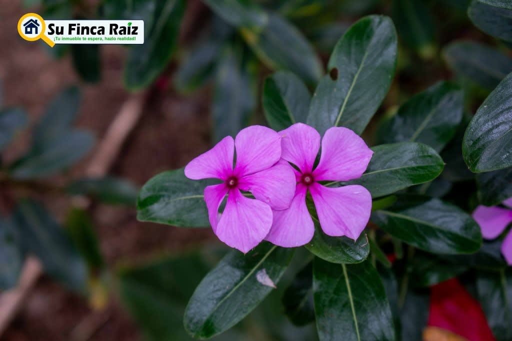 Lvc 016 Casa Lote Isaic Laureles en venta La Vega, Cundinamarca - LVC016 · Su Finca Raíz