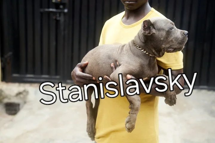 4 Cane corso puppies for Sale – Pets