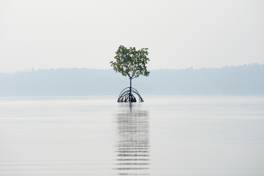 Ashtamudi Lake