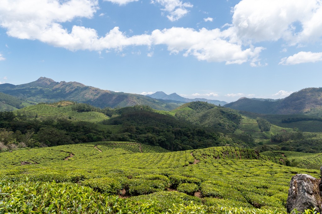 Eravikulam National Park