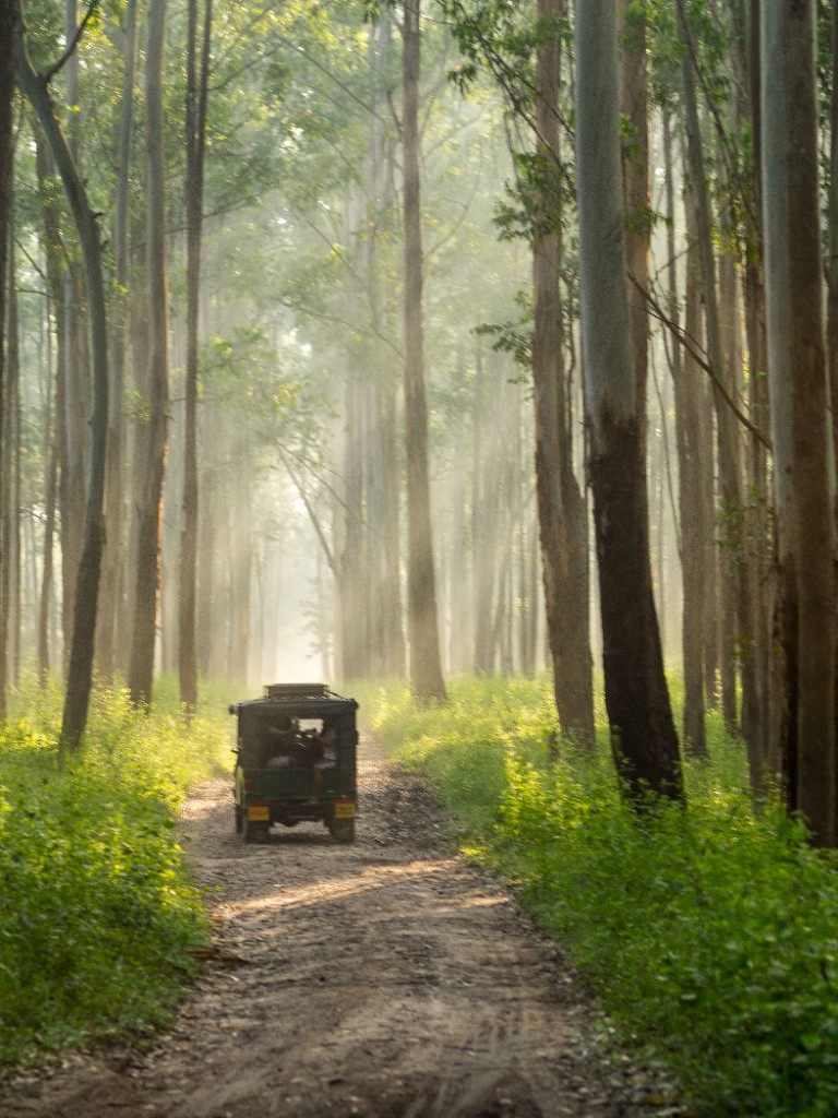 Wayanad Wildlife Sanctuary