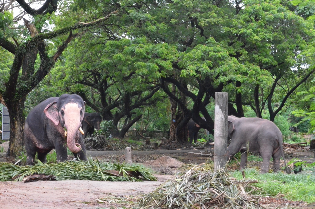 Punnathur Kotta Elephant Sanctuary