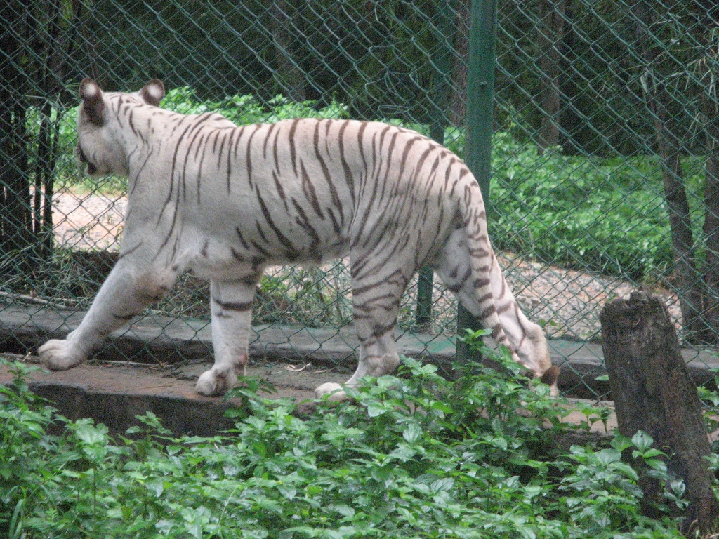Bannerghatta National Park