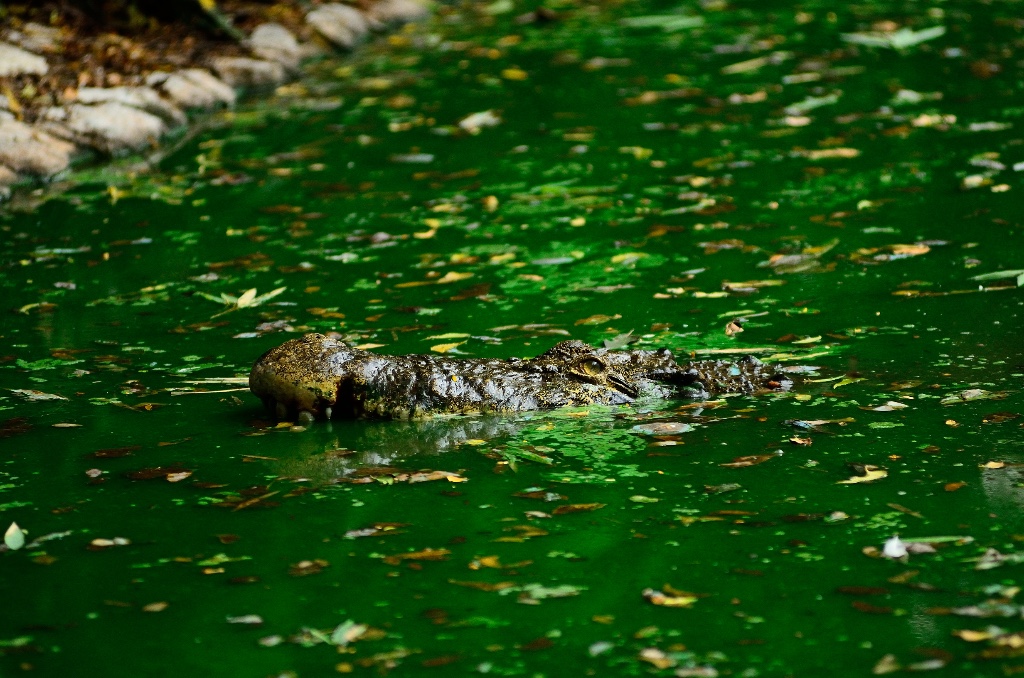 Madras Crocodile Bank Trust