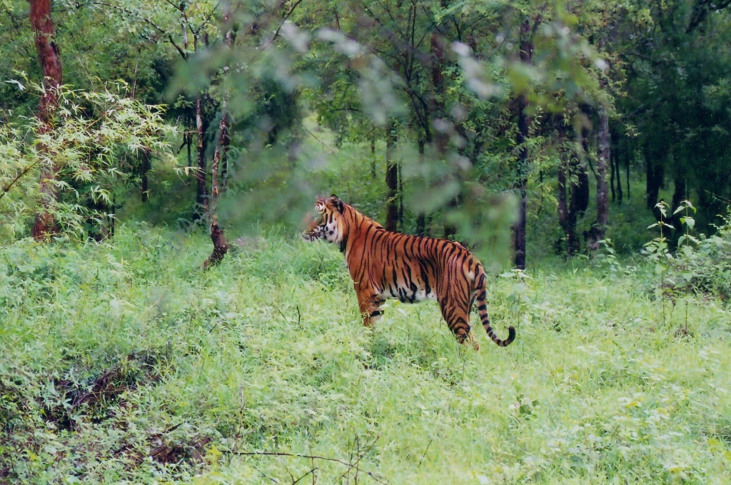 Bhadra Wildlife Sanctuary