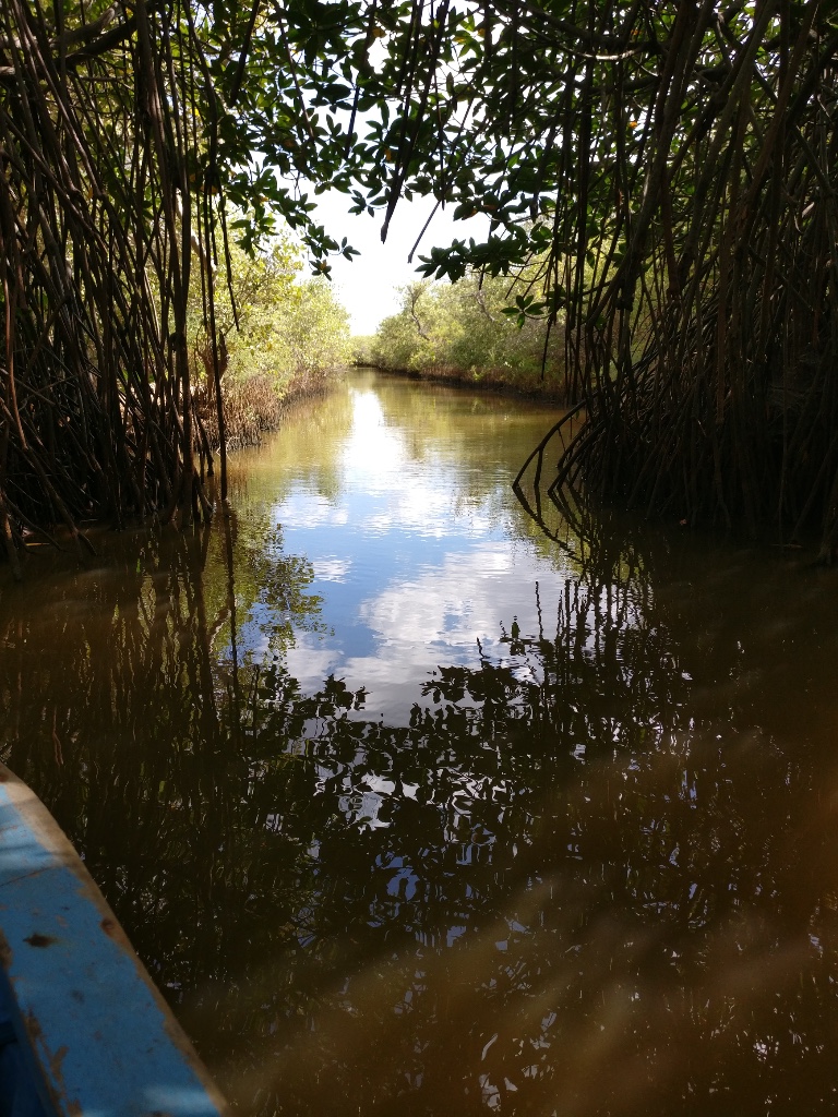 Pichavaram Mangrove Forest