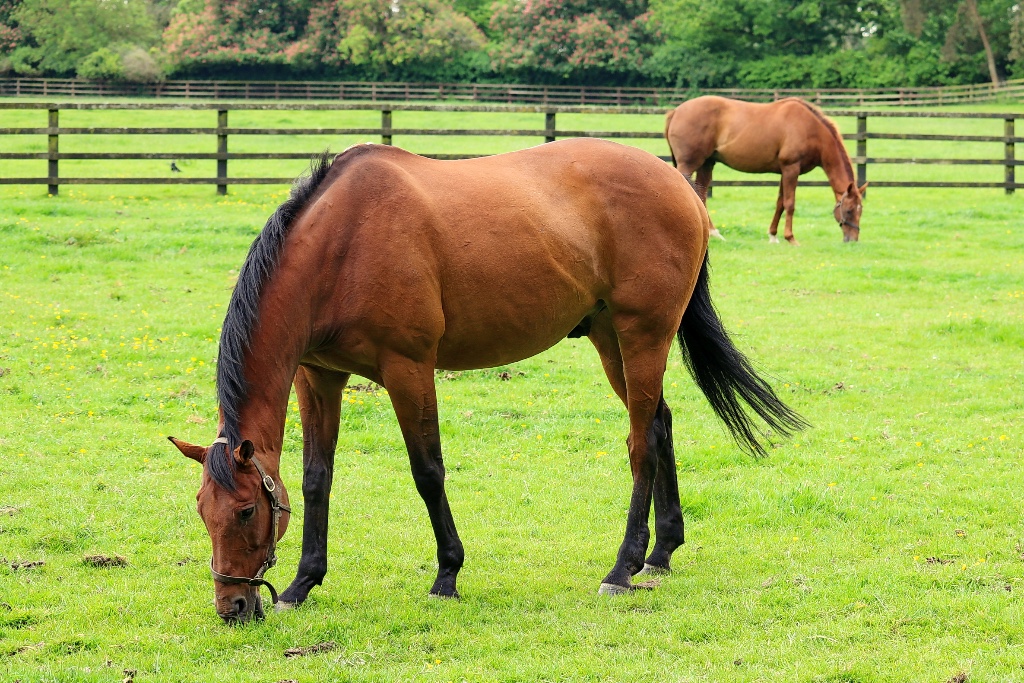 Irish National Stud