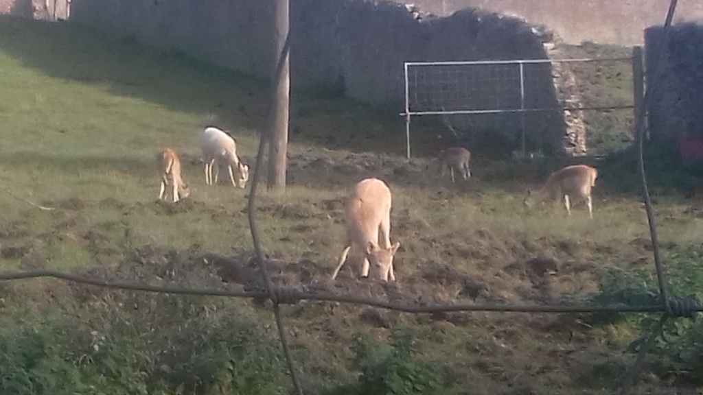 Castlecomer Discovery Park