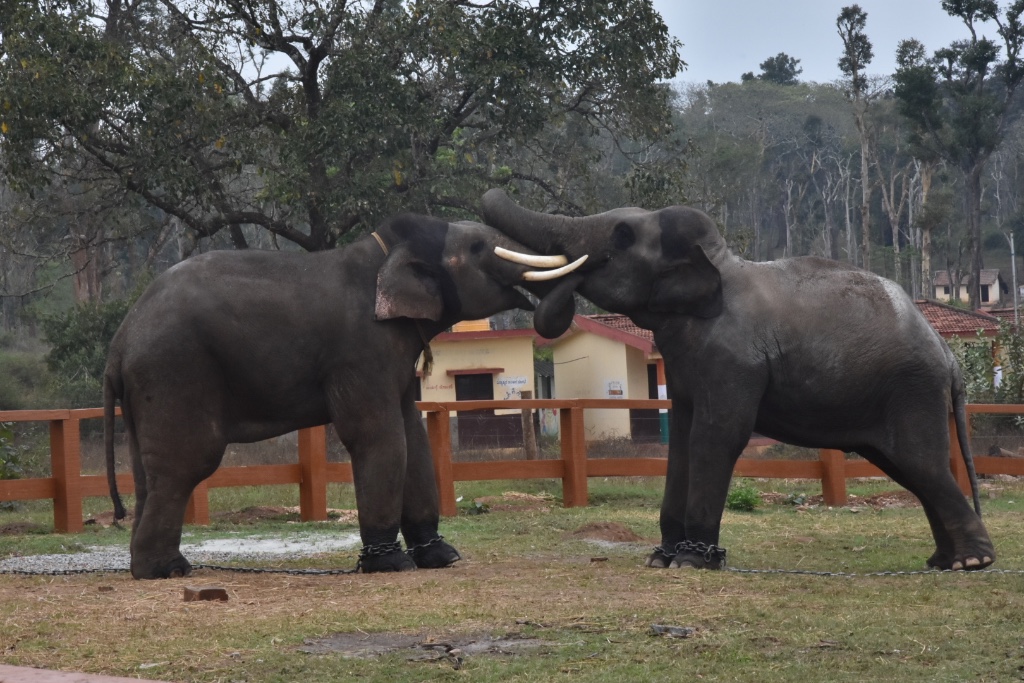 Dubare Elephant Camp