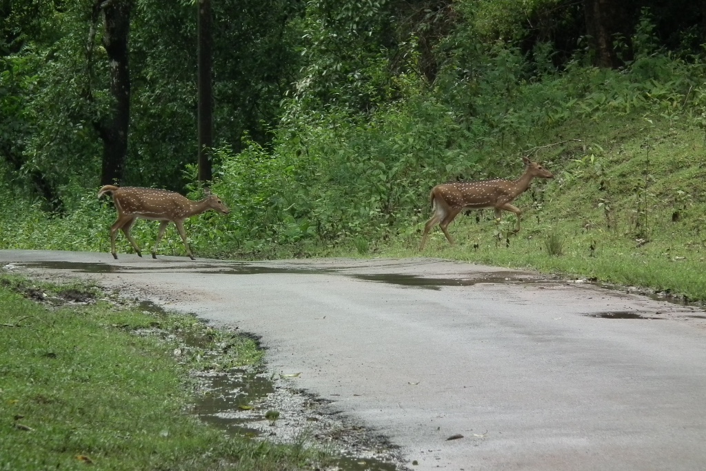 Nagarhole National Park