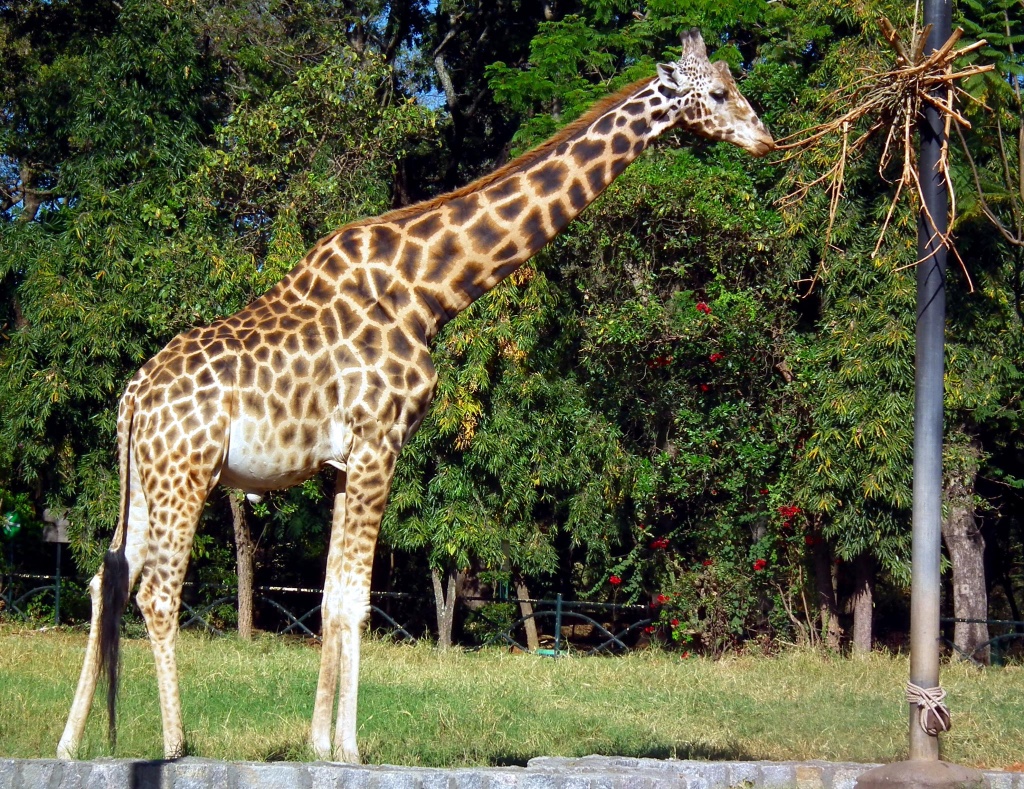 Mysore Zoo