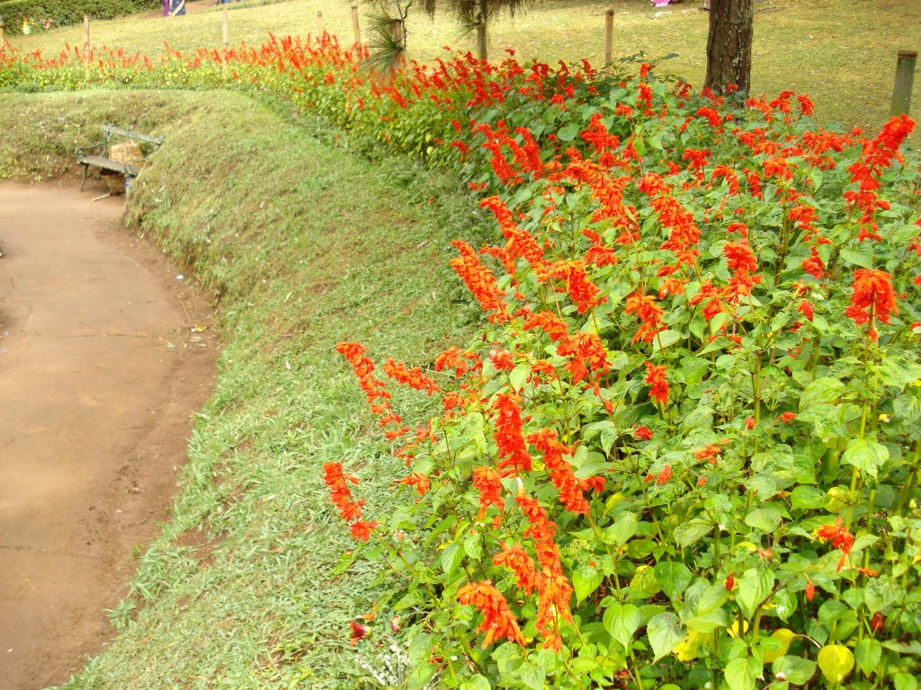 Coonoor Sim's Park