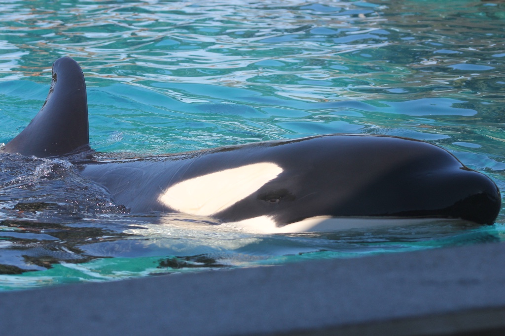 SeaWorld San Diego