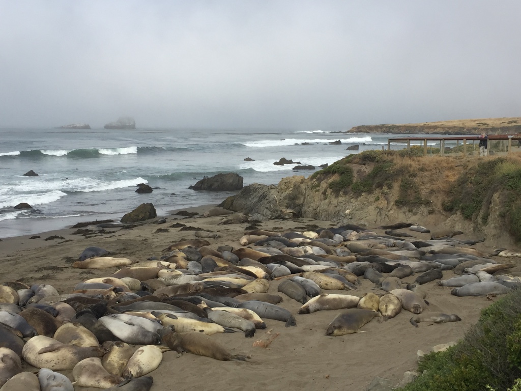 Piedras Blancas Elephant Seal Rookery