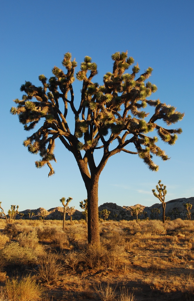 Joshua Tree Cholla Cactus Garden