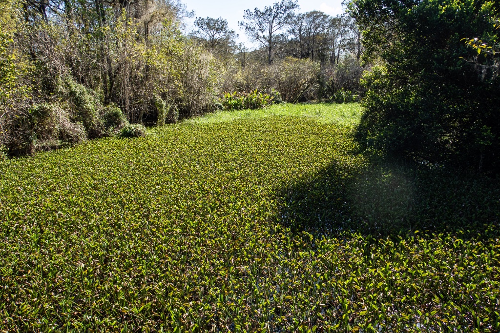 Big Cypress National Preserve