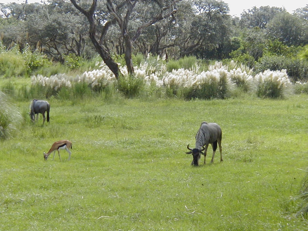 Disney's Animal Kingdom