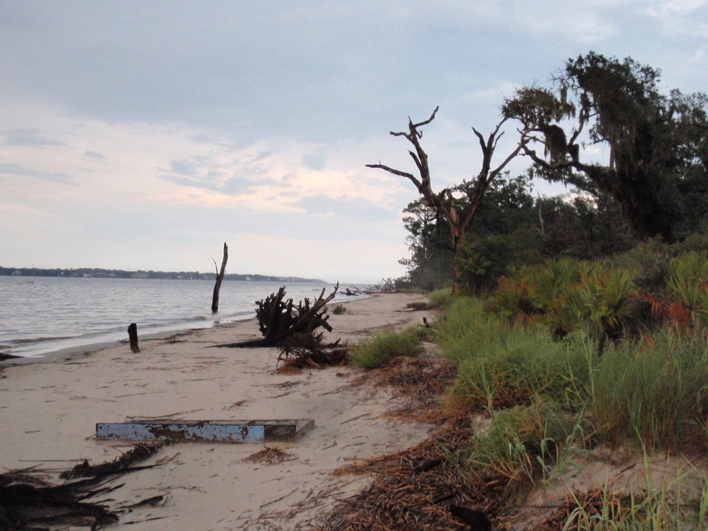 Driftwood Beach Jekyll Island