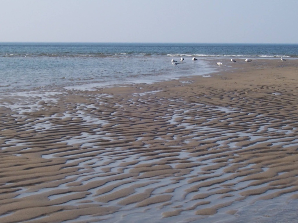 Crane Beach