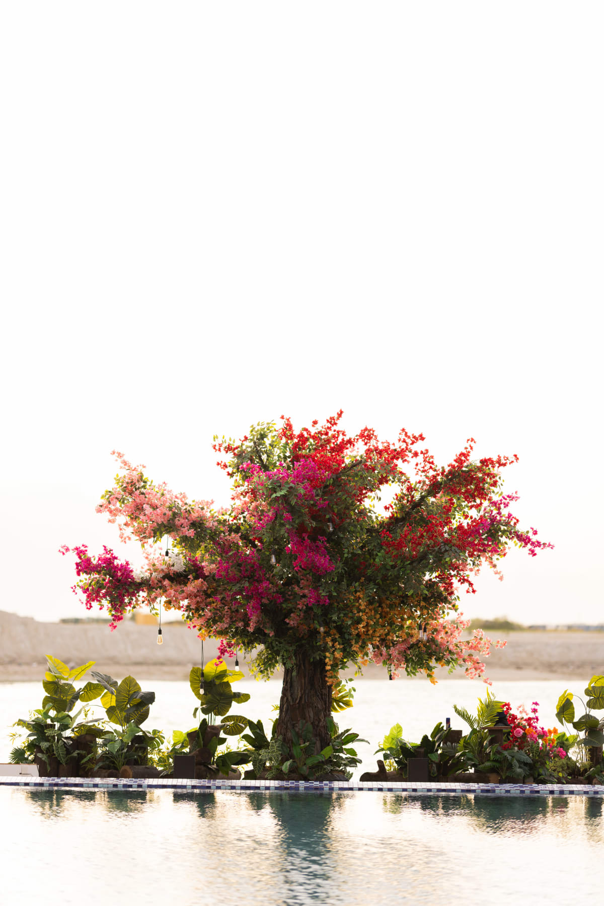 A Bougainvillea Dream |  S and R — photo 1