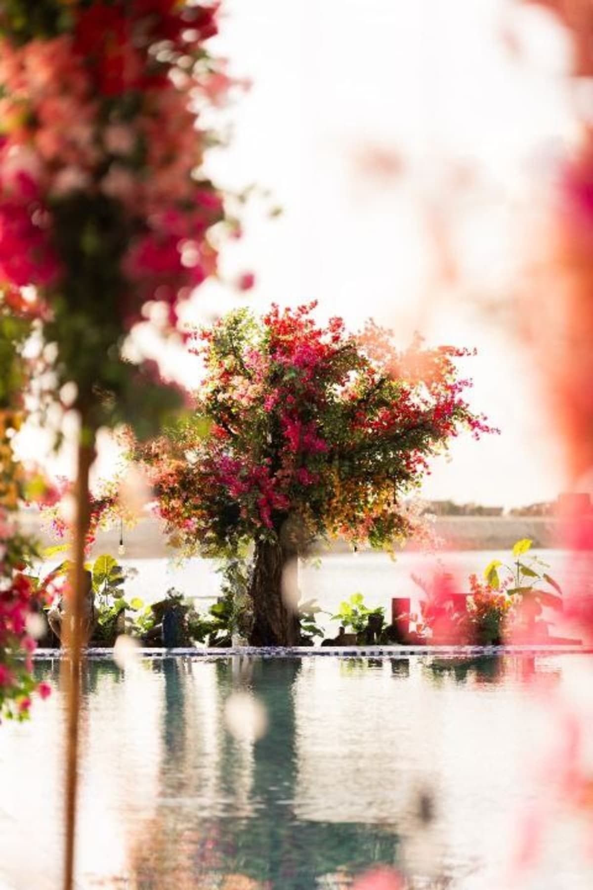 A Bougainvillea Dream |  S and R — photo 4