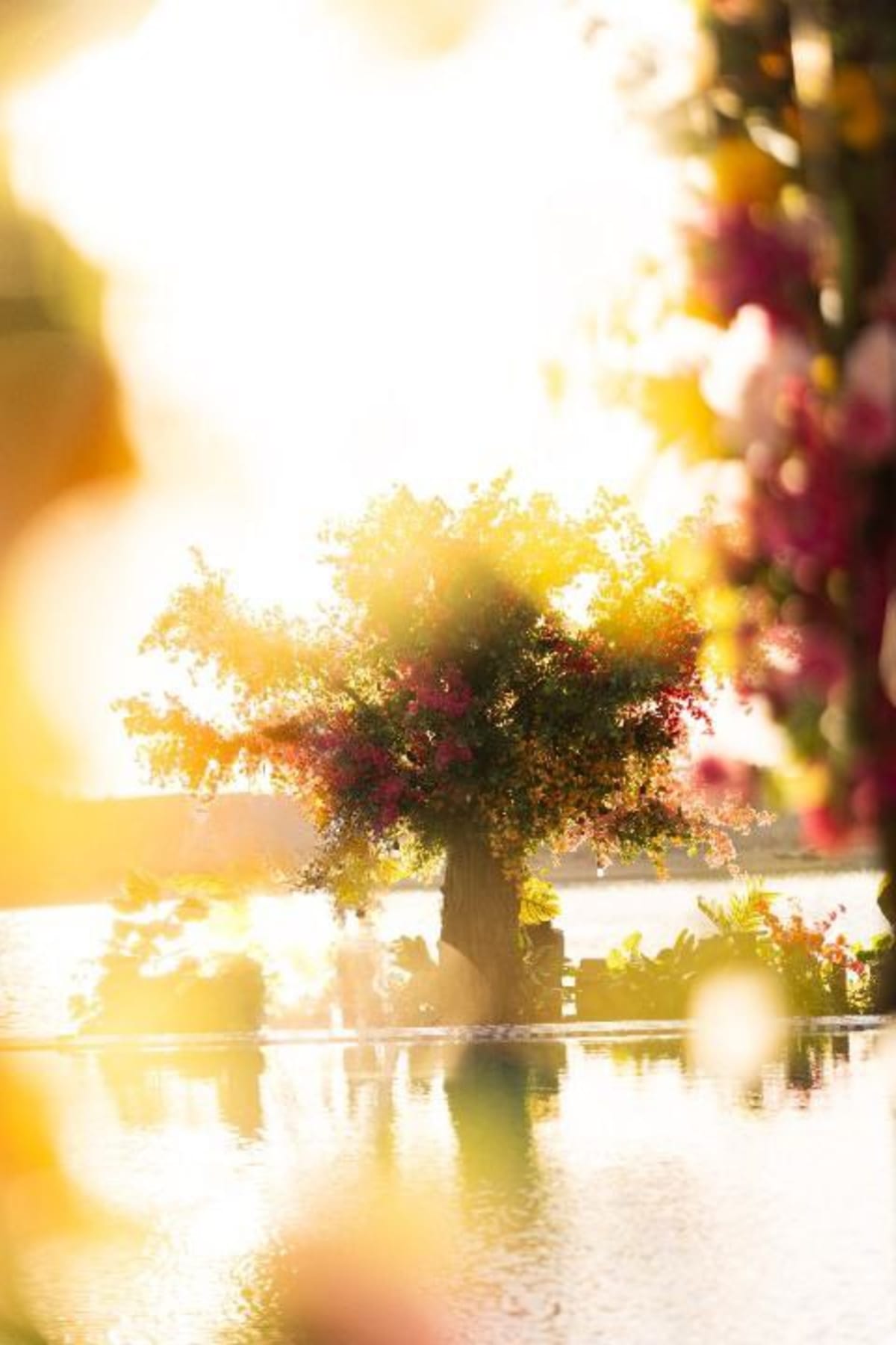 A Bougainvillea Dream |  S and R — photo 9