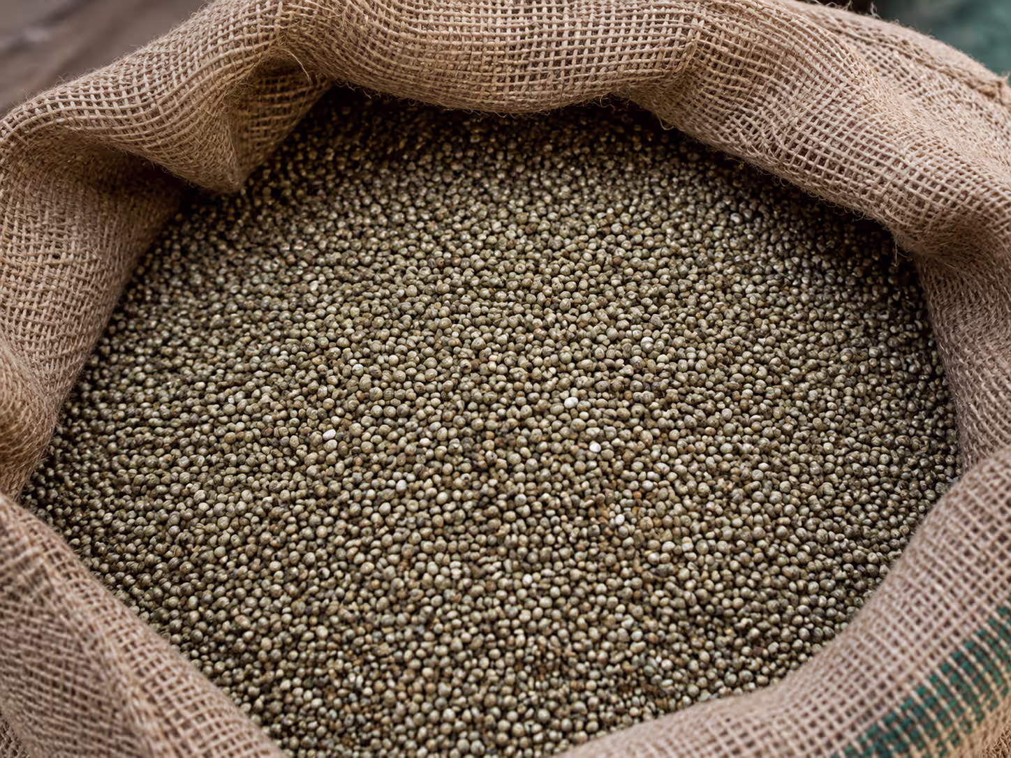 Single-origin pearl millet
