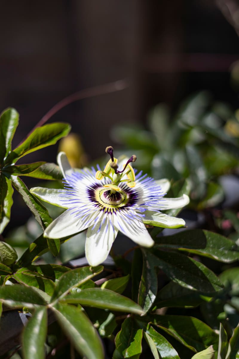 Passiflora caerulea