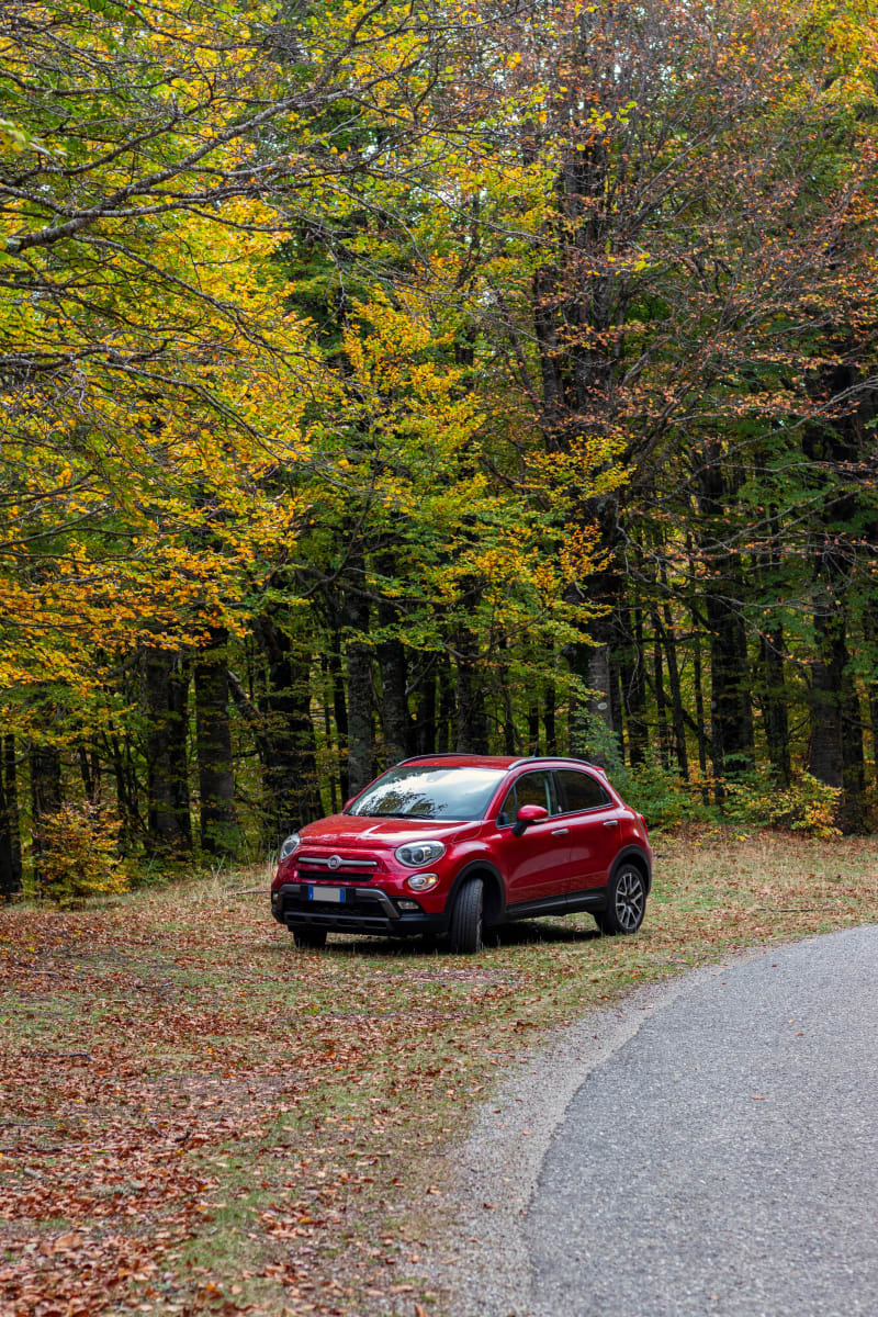 500X nel bosco
