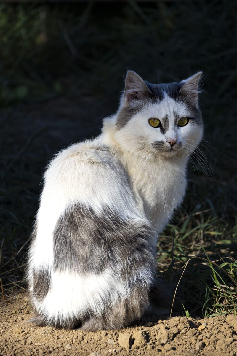 Gatto sospettoso