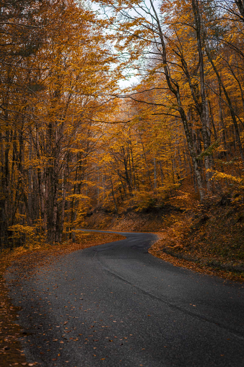 Autunno in Sila